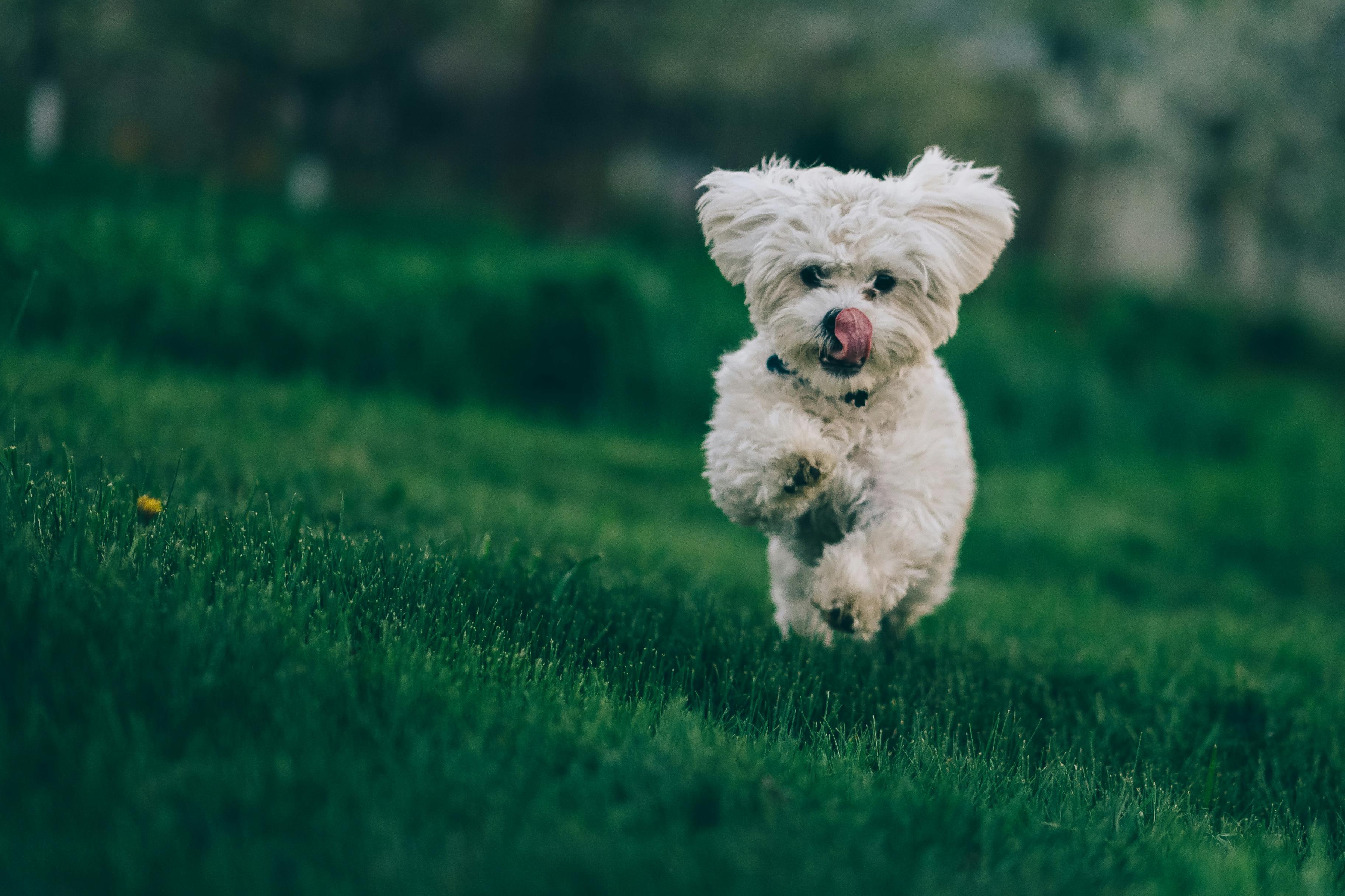 Must-Have Pet Gear — 50% OFF